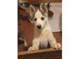 Siberian Husky Puppy for sale in Sierra Vista, AZ, USA