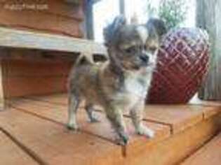 Chihuahua Puppy for sale in Kingsbury, TX, USA