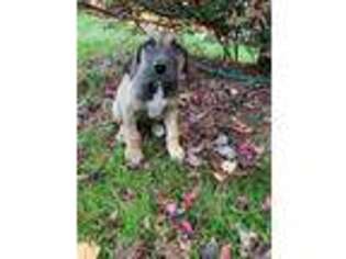 Great Dane Puppy for sale in Versailles, IN, USA