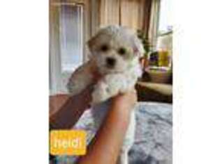Maltese Puppy for sale in Ocala, FL, USA