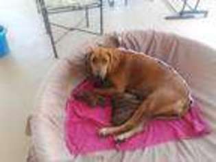 Rhodesian Ridgeback Puppy for sale in Fort Myers, FL, USA