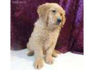 Golden Retriever Puppy for sale in Hilbert, WI, USA