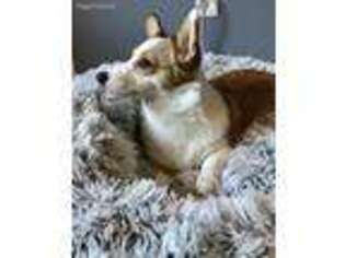 Pembroke Welsh Corgi Puppy for sale in Santee, CA, USA