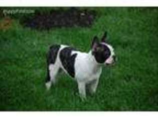 French Bulldog Puppy for sale in Myerstown, PA, USA