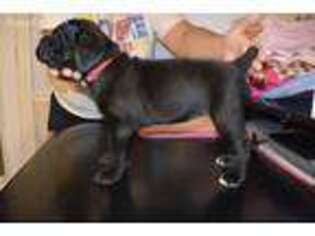 Cane Corso Puppy for sale in Lake Butler, FL, USA