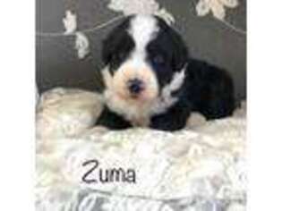 Bernese Mountain Dog Puppy for sale in Wilson, NY, USA
