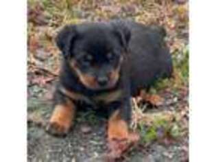 Rottweiler Puppy for sale in Bridgewater, MA, USA