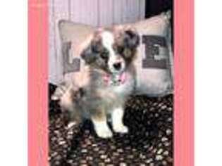 Miniature Australian Shepherd Puppy for sale in Columbus, MT, USA