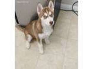 Siberian Husky Puppy for sale in Austin, TX, USA