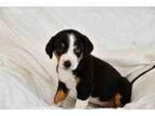 Greater Swiss Mountain Dog Puppy for sale in Colorado Springs, CO, USA