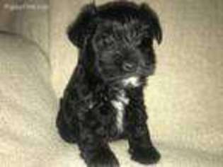 Mutt Puppy for sale in Parker City, IN, USA