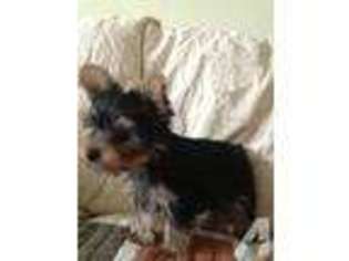 Yorkshire Terrier Puppy for sale in FRANKLIN, VA, USA