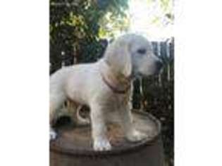 Labrador Retriever Puppy for sale in Live Oak, CA, USA