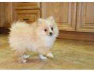 Pomeranian Puppy for sale in Colville, WA, USA