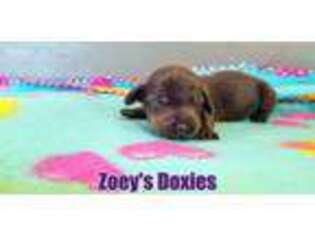 Dachshund Puppy for sale in Blountsville, AL, USA