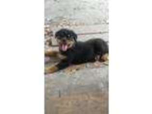 Rottweiler Puppy for sale in Belleview, FL, USA