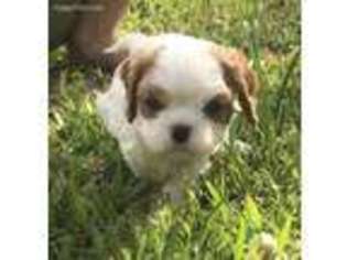 Cavalier King Charles Spaniel Puppy for sale in Grand Cane, LA, USA