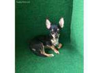 Chihuahua Puppy for sale in Nicholls, GA, USA