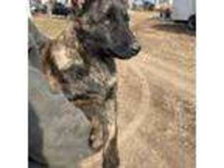 Dutch Shepherd Dog Puppy for sale in Unknown, , USA