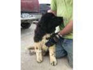 Newfoundland Puppy for sale in Prairie City, IA, USA