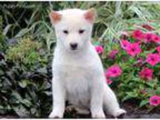 Shiba Inu Puppy for sale in Manheim, PA, USA