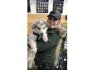 Alaskan Malamute Puppy for sale in Kingwood, TX, USA