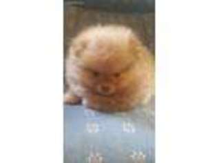 Pomeranian Puppy for sale in Bristow, OK, USA