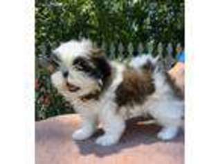 Mutt Puppy for sale in Madisonville, LA, USA