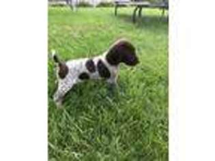 German Shorthaired Pointer Puppy for sale in Cambridge, IL, USA