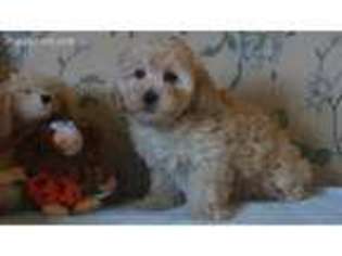 Cavapoo Puppy for sale in Warminster, PA, USA
