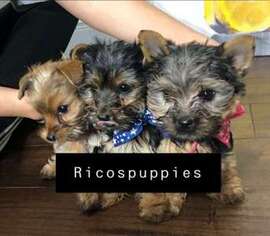 Yorkshire Terrier Puppy for sale in South Houston, TX, USA