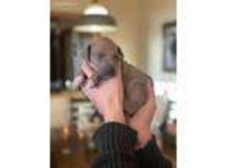 Italian Greyhound Puppy for sale in Long Beach, CA, USA