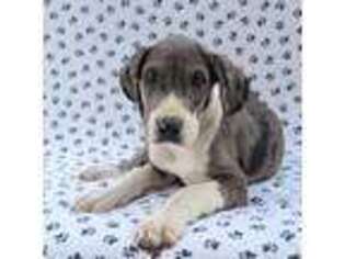 Great Dane Puppy for sale in Barnesville, GA, USA