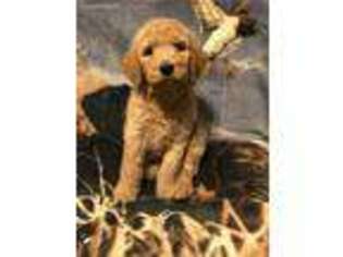 Labradoodle Puppy for sale in Townsend, DE, USA