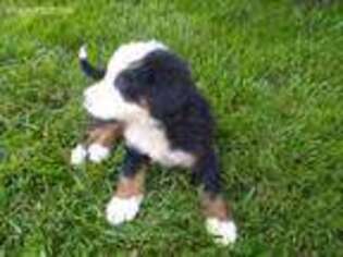 Bernese Mountain Dog Puppy for sale in Loogootee, IN, USA