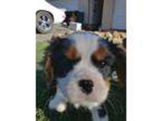 Cavalier King Charles Spaniel Puppy for sale in Cottonwood, CA, USA