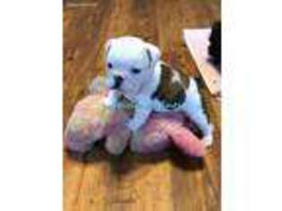 Bulldog Puppy for sale in London, AR, USA