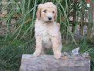 Labradoodle Puppy for sale in Overton, NE, USA