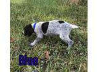 German Shorthaired Pointer Puppy for sale in Goliad, TX, USA