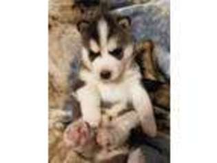 Siberian Husky Puppy for sale in Oelwein, IA, USA
