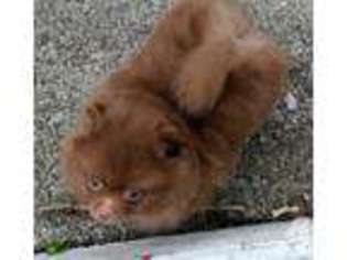 Pomeranian Puppy for sale in ROY, WA, USA