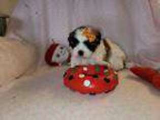 Maltese Puppy for sale in Staten Island, NY, USA
