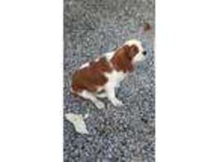 Cavalier King Charles Spaniel Puppy for sale in Buffalo Grove, IL, USA