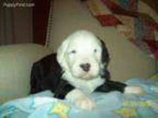 Old English Sheepdog Puppy for sale in Riverview, MI, USA