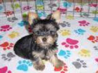 Yorkshire Terrier Puppy for sale in Tucson, AZ, USA