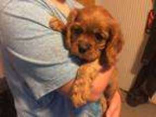 Cavalier King Charles Spaniel Puppy for sale in Durham, CA, USA