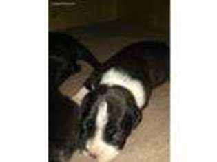 Boxer Puppy for sale in Woodstock, OH, USA