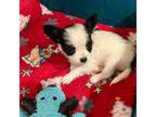 Papillon Puppy for sale in Onia, AR, USA