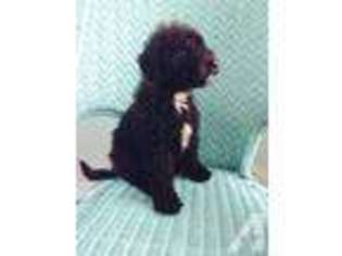 Labradoodle Puppy for sale in ALEXANDRIA, IN, USA