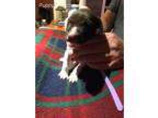 German Shorthaired Pointer Puppy for sale in East Nassau, NY, USA